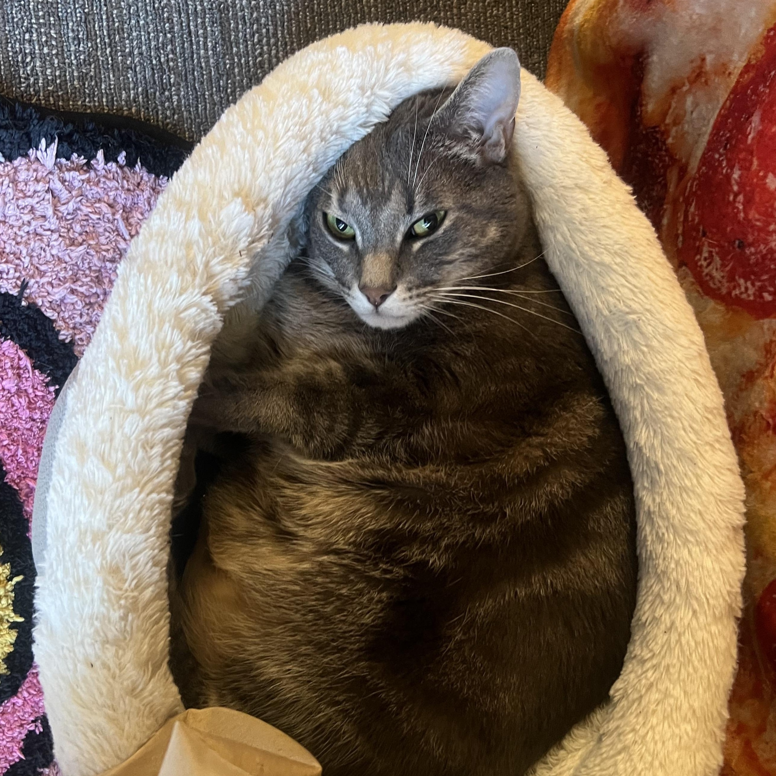 Enlarge Mouse , a ADOPTABLE mixed breed in Sanford, NC image 4/4