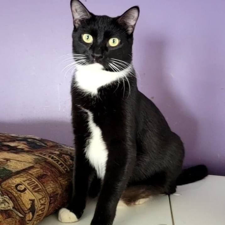 Reagan, Adoptable, Young Female Tuxedo.