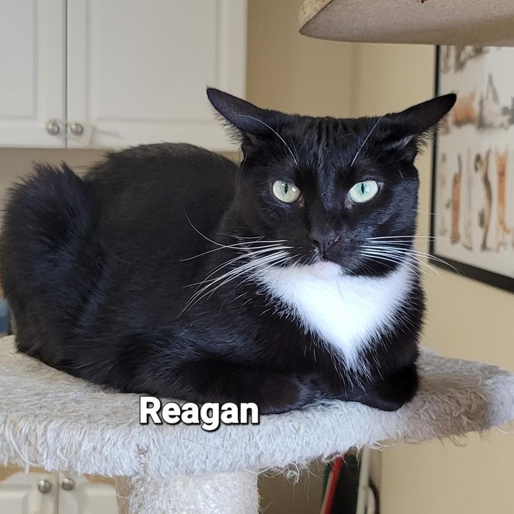 Reagan, a Adoptable Tuxedo in Mazon, IL image 2/4