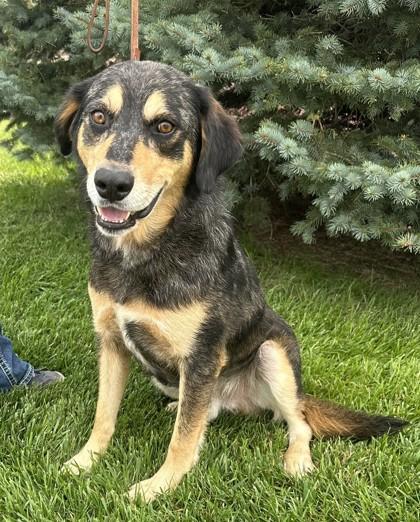 Hudson, Adoptable, Adult Male Catahoula Leopard Dog & Labrador Retriever.