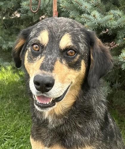 Hudson, a Adoptable mixed breed in Hastings, NE image 3/3