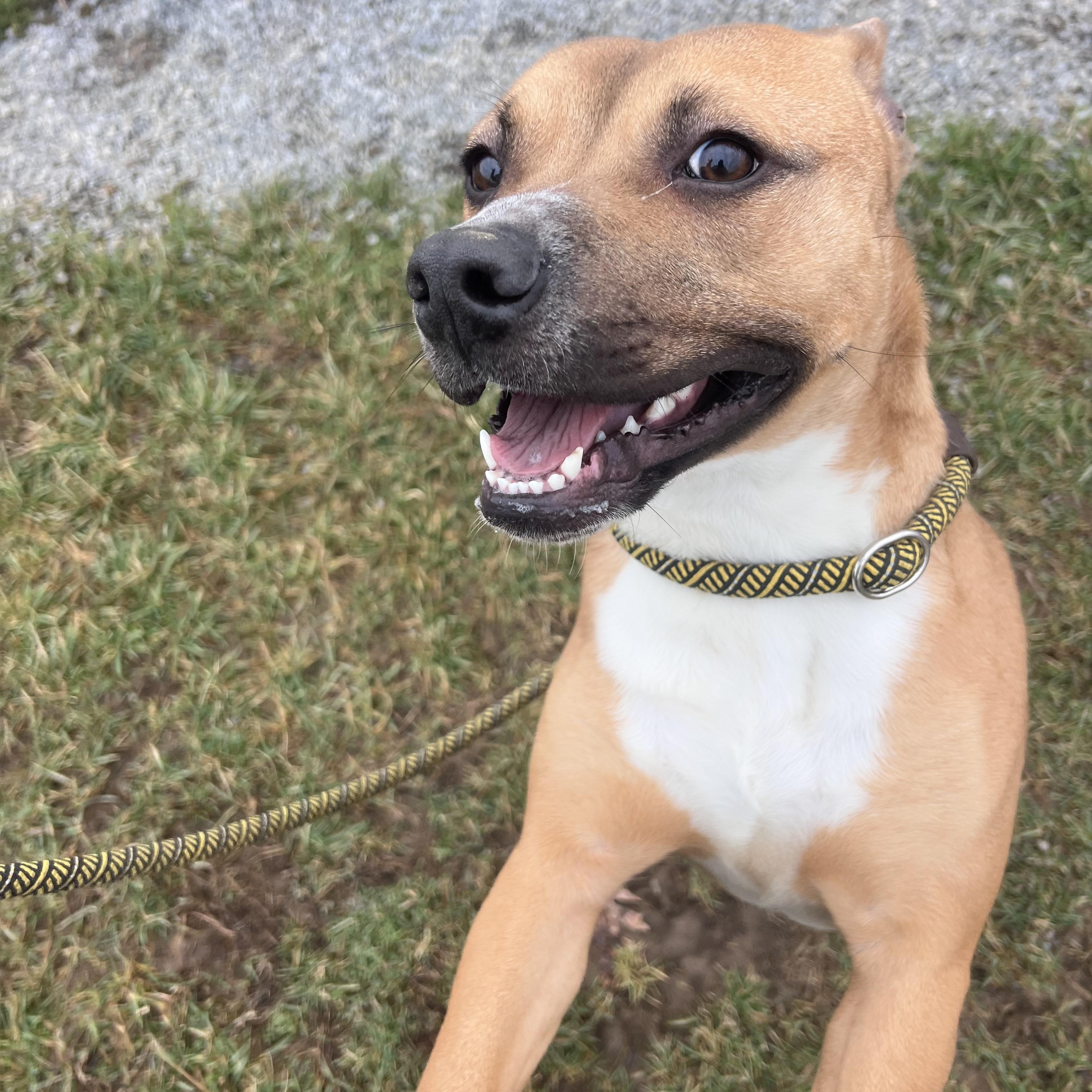 Ruby, Adoptable, Adult Female American Staffordshire Terrier & Pit Bull Terrier.