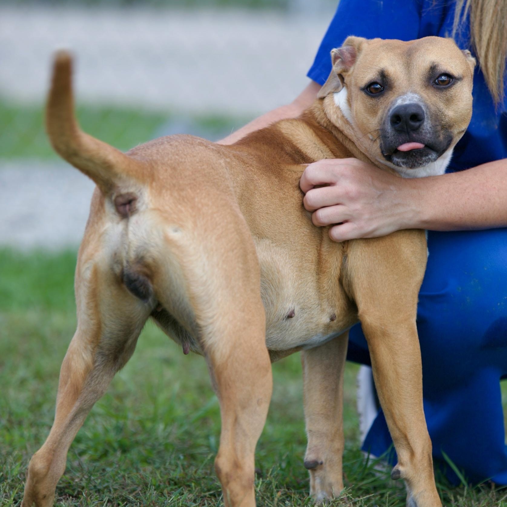 Enlarge Ruby, a Adoptable mixed breed in Mount Sterling, KY image 2/3