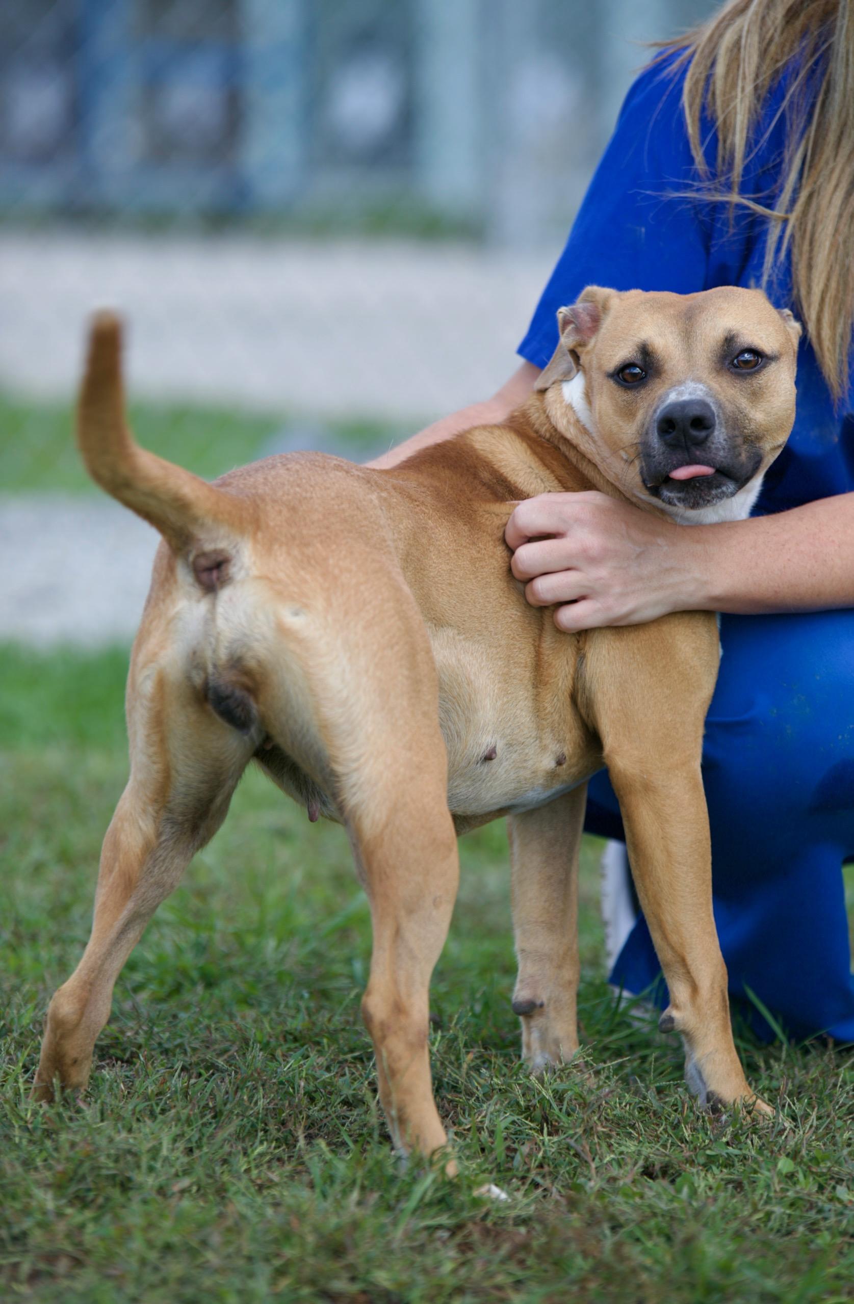 Enlarge Ruby, a Adoptable mixed breed in Mount Sterling, KY image 1/1