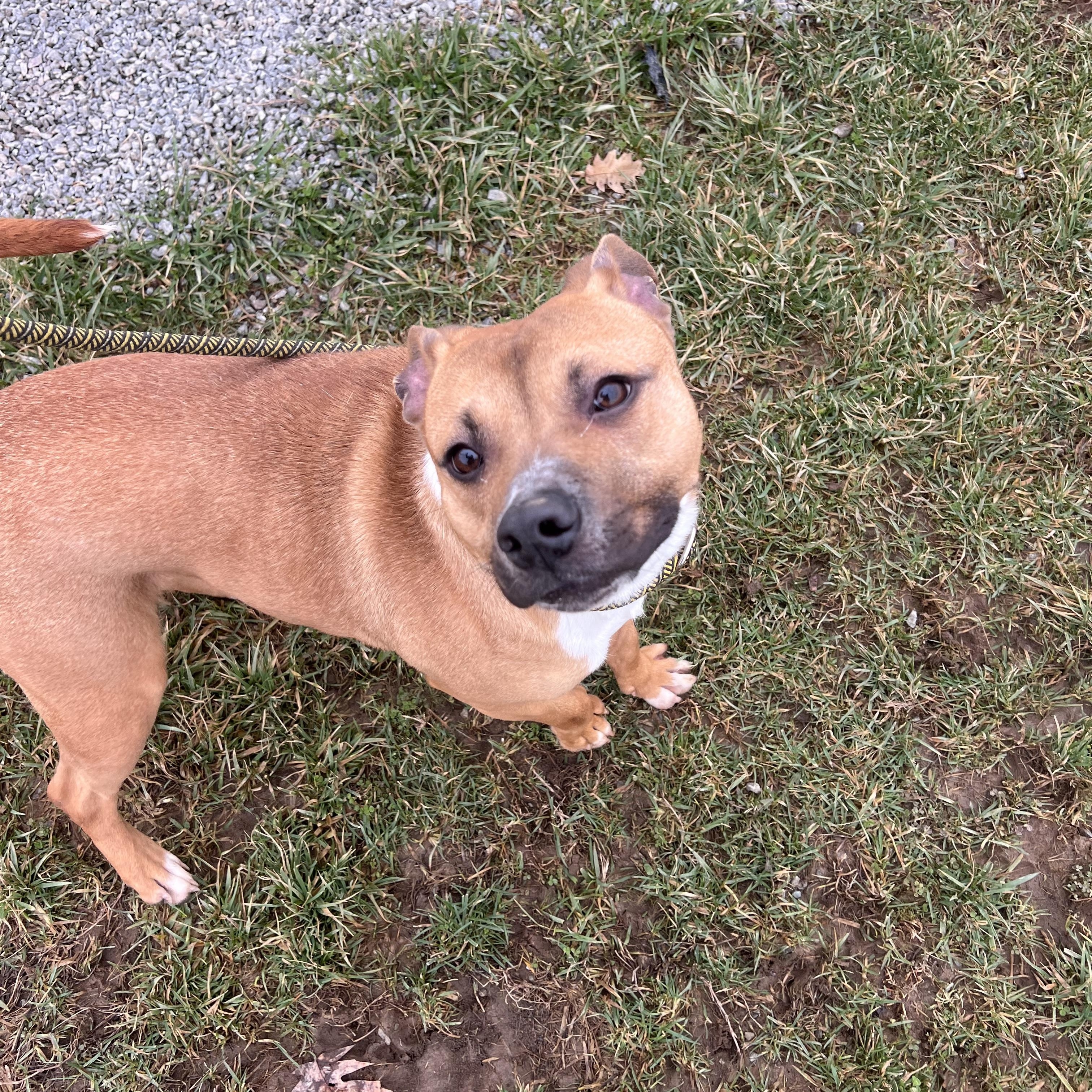 Enlarge Ruby, a Adoptable mixed breed in Mount Sterling, KY image 3/3