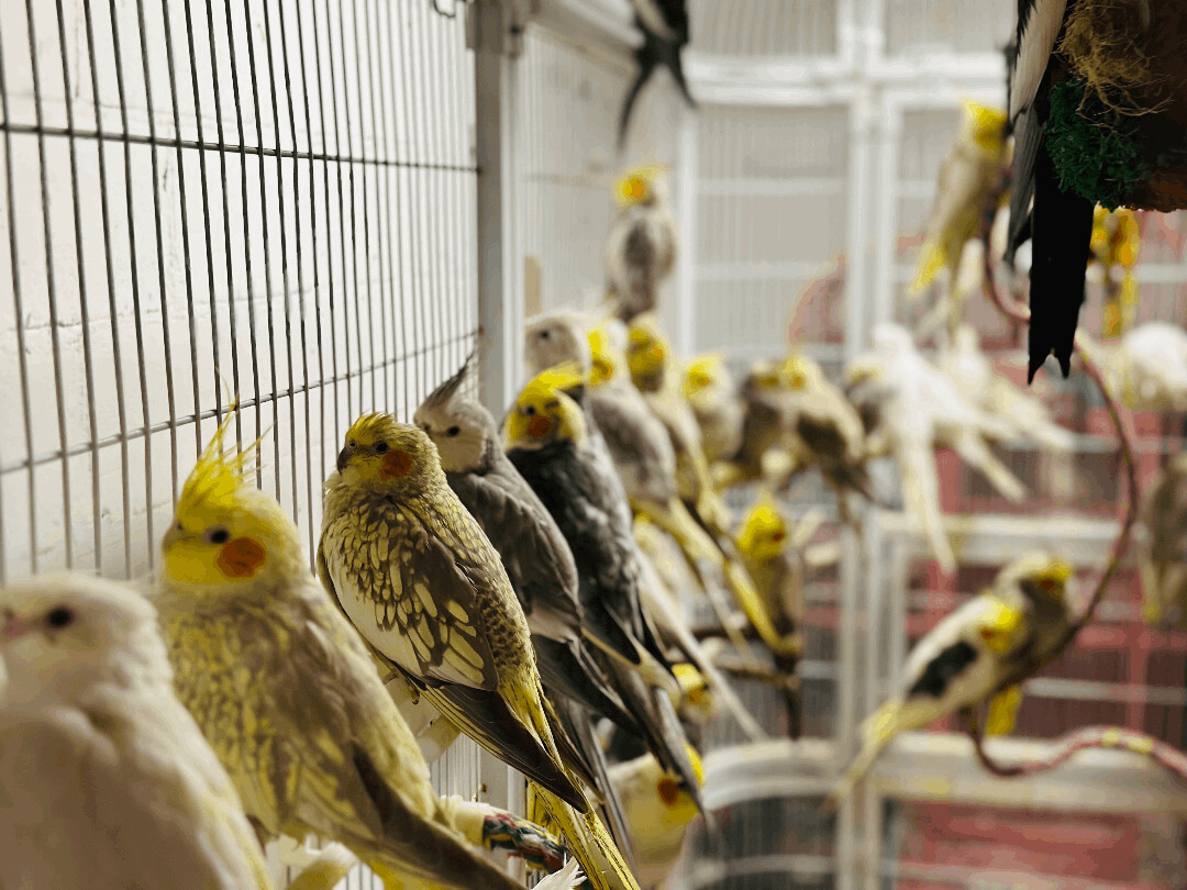 Cockatiels, Adult Unknown unknown