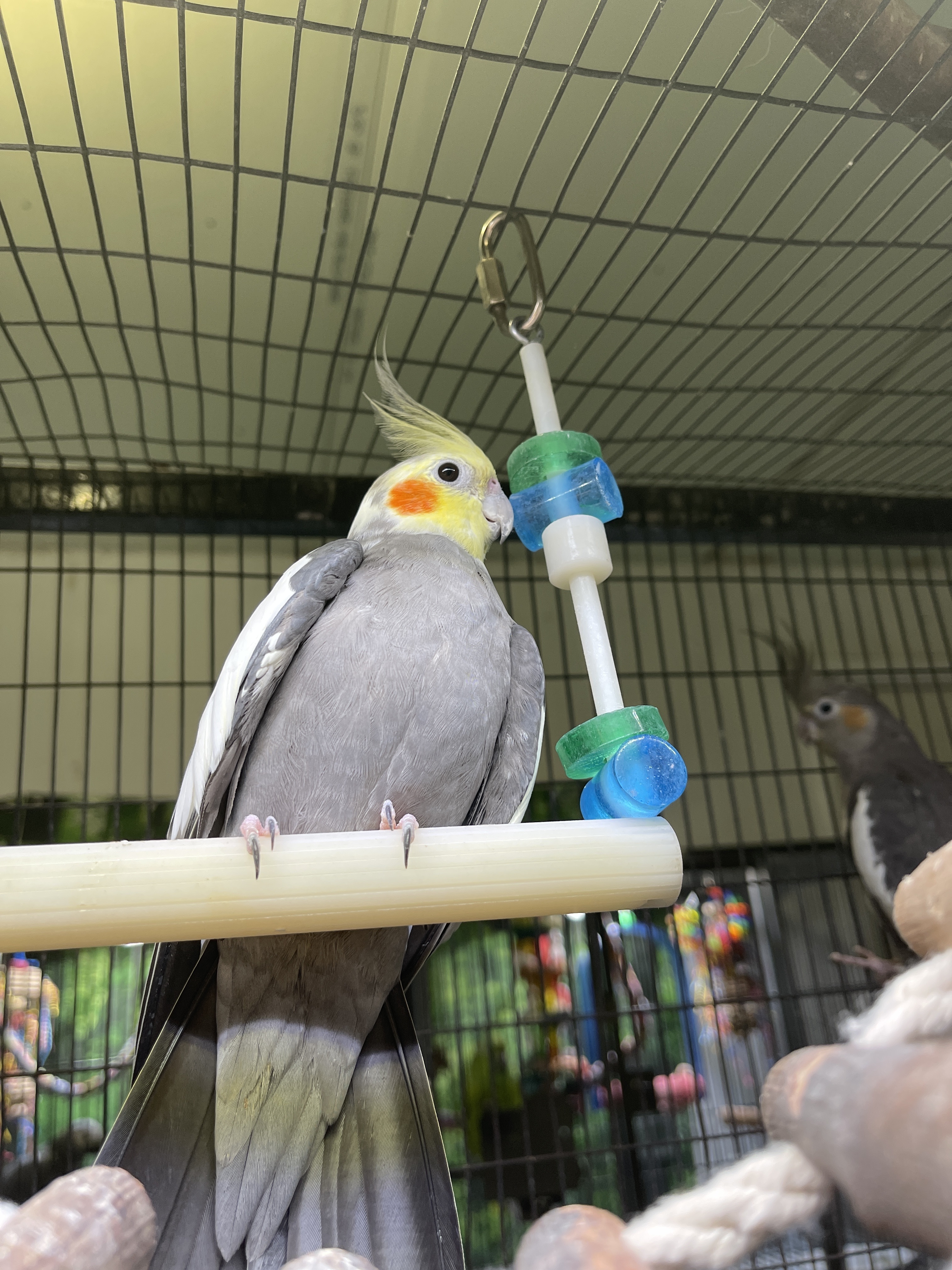 Cockatiels photo 3
