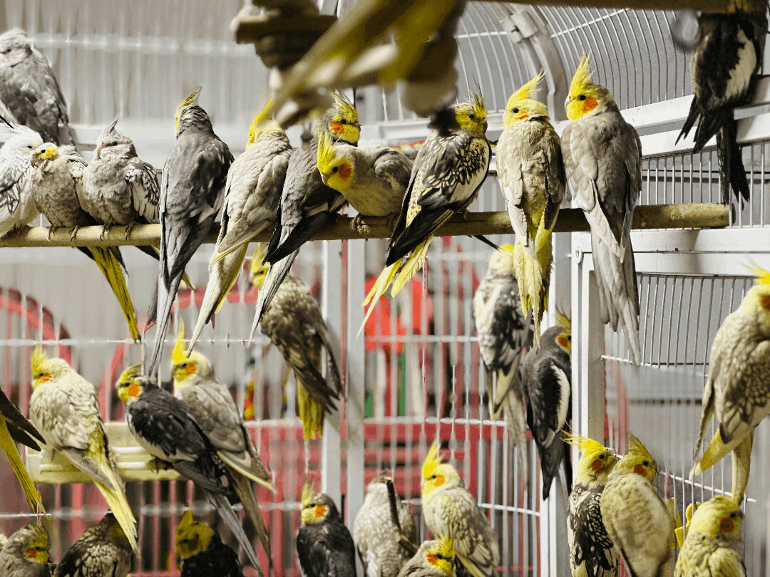 Cockatiels photo 6