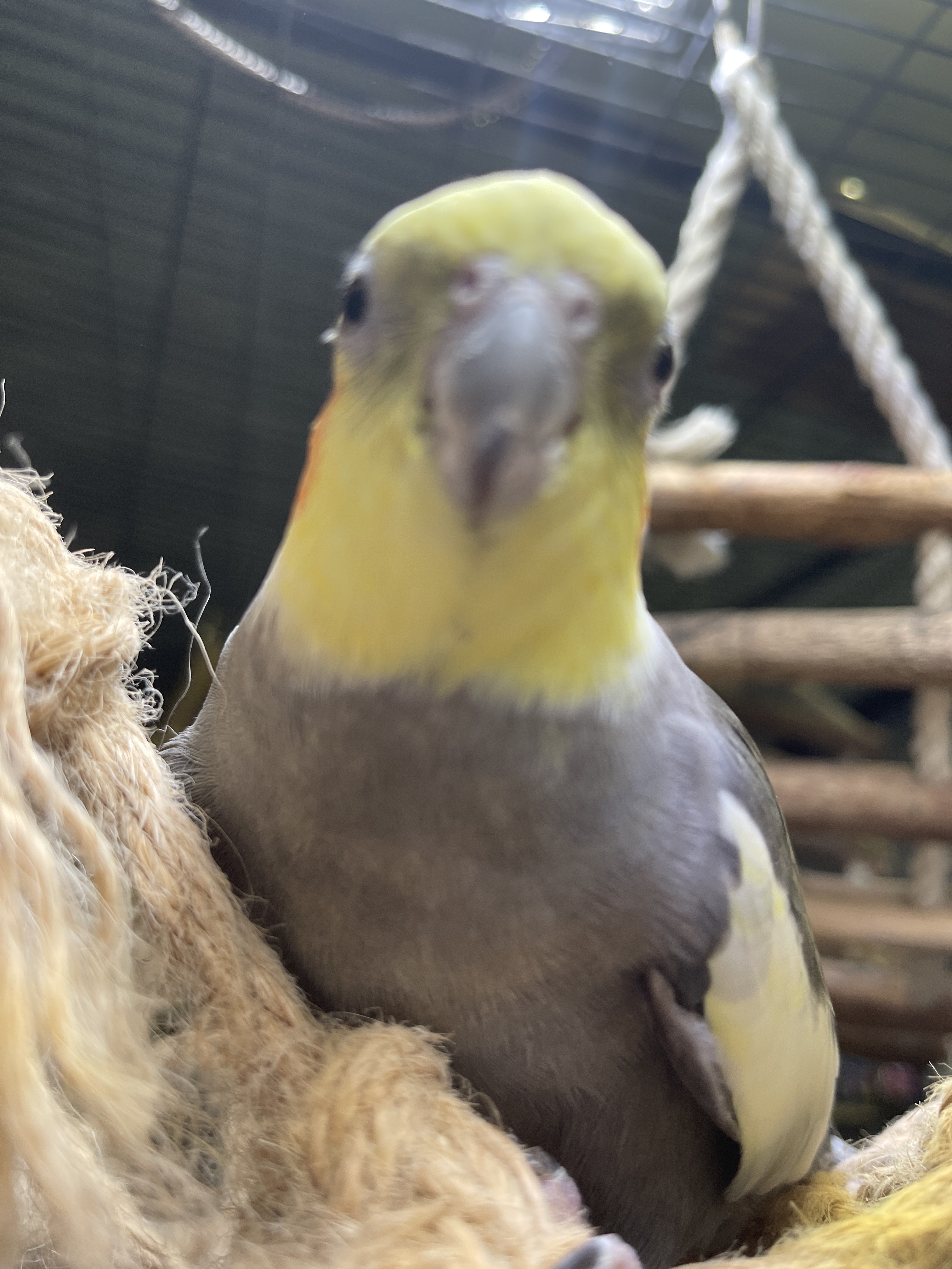 Cockatiels photo 2