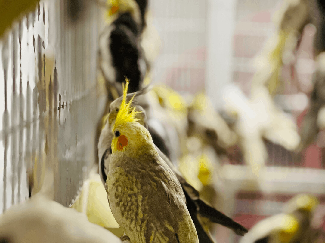Cockatiels photo 4