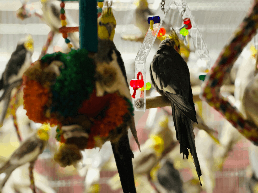 Cockatiels photo 5