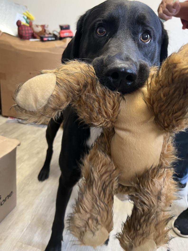Declan-Not Accepting Applications Yet!