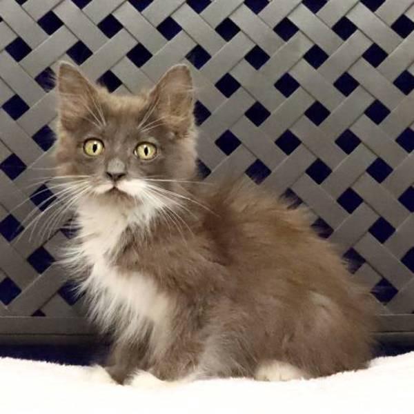 Scrubs, Adoptable, Kitten Female Domestic Long Hair.