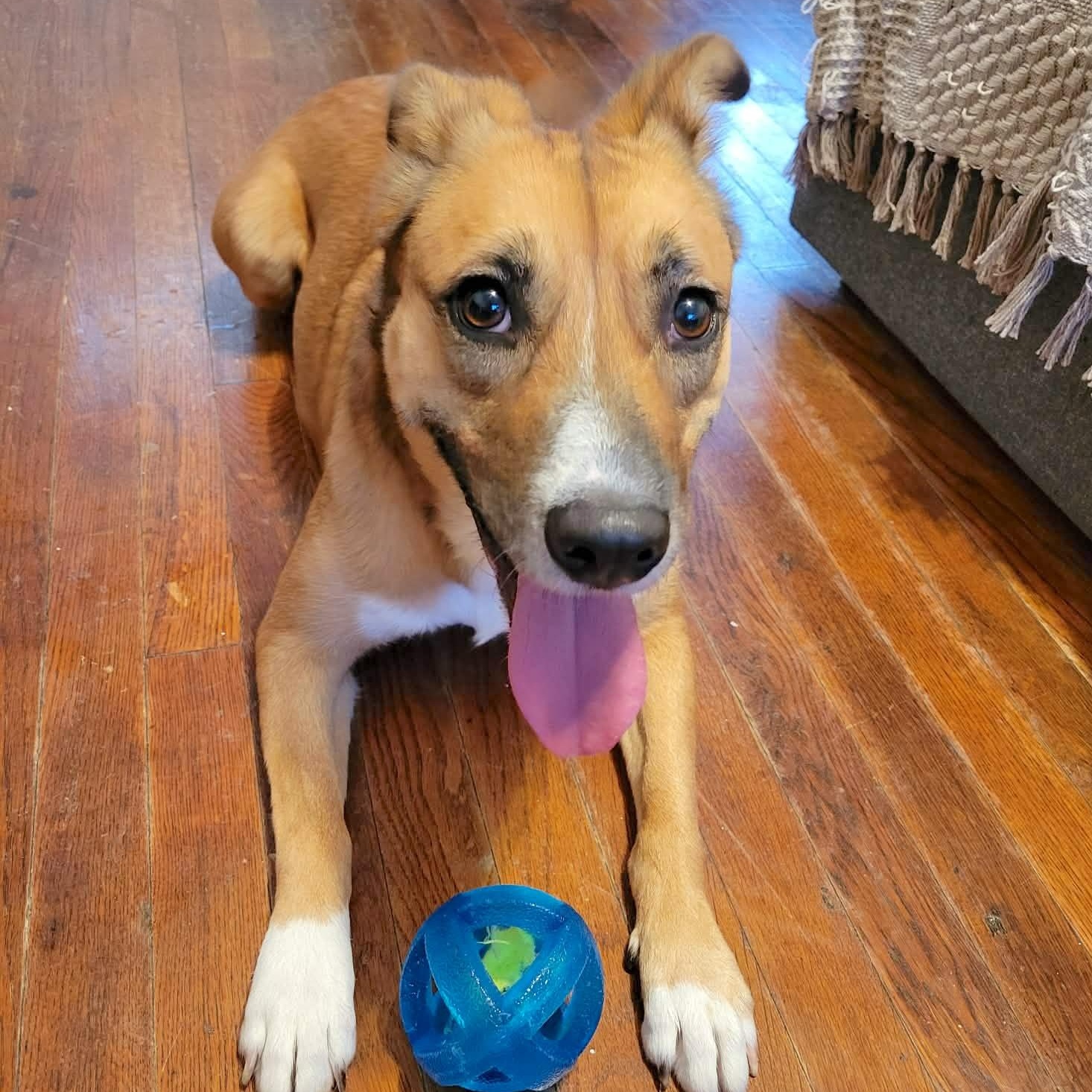 Maya, Adopted, Adult Female Shepherd.