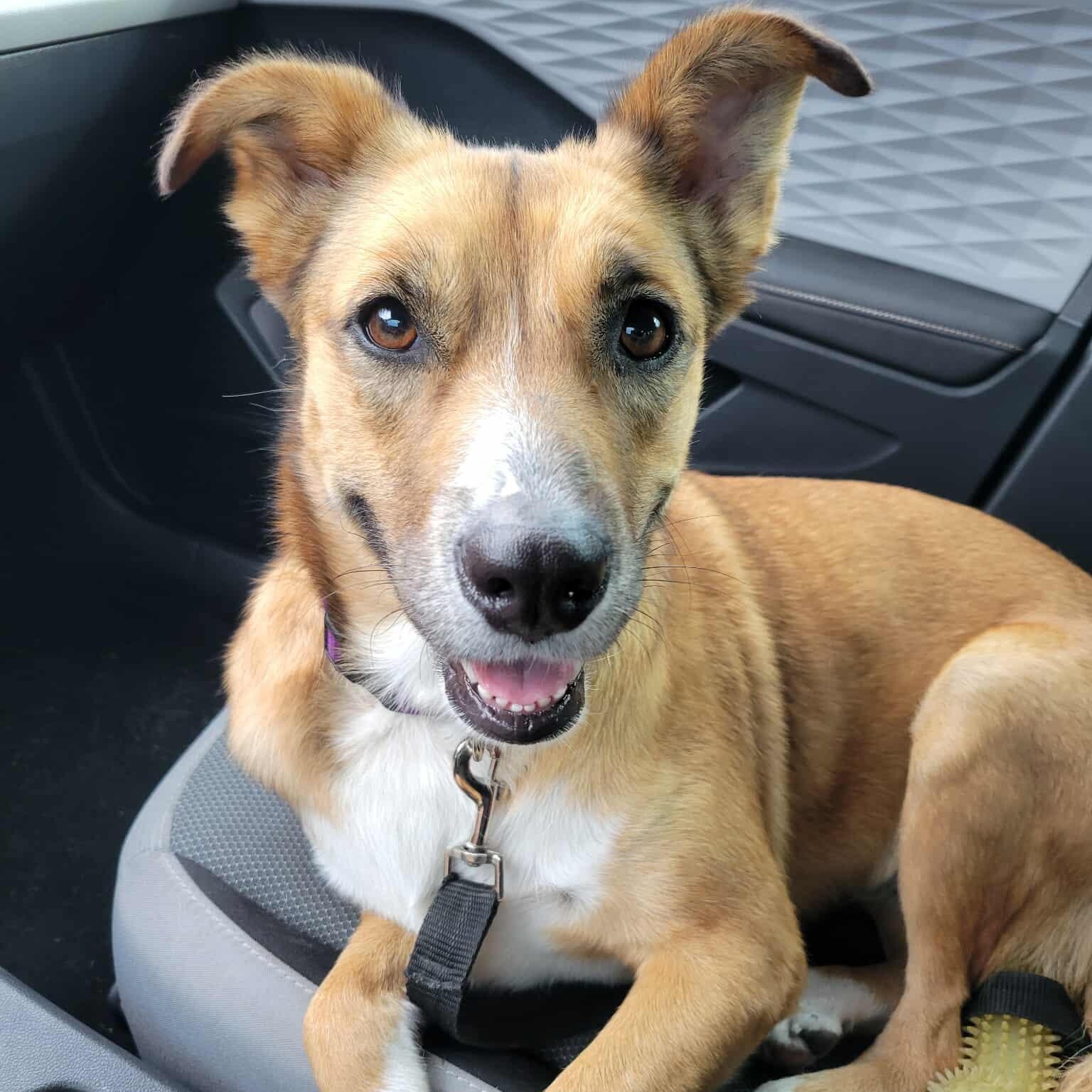 Enlarge Maya, a Adopted mixed breed in Kennewick, WA image 3/6