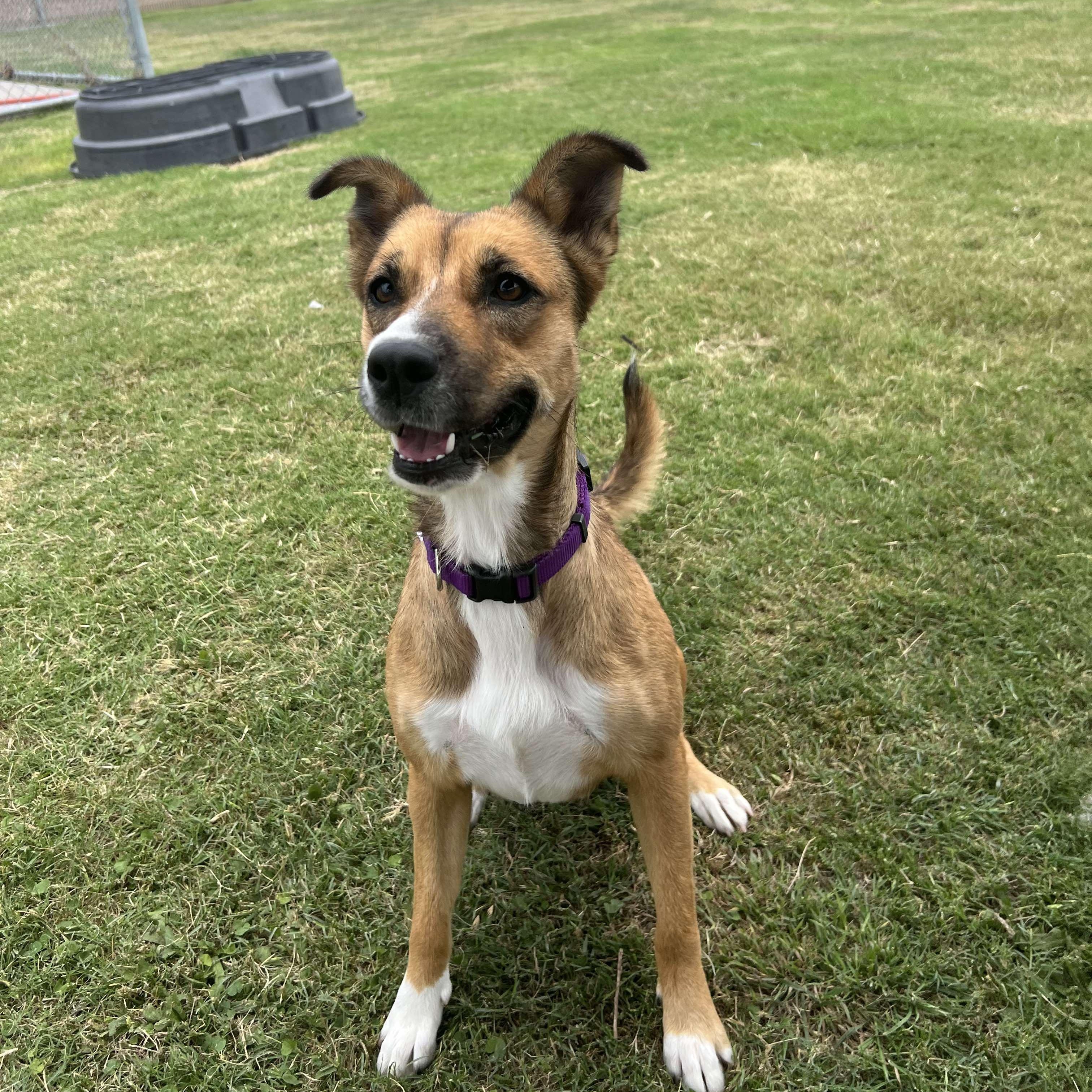 Enlarge Maya, a Adopted mixed breed in Kennewick, WA image 5/6
