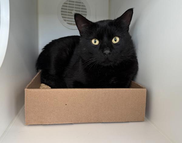 Clear, a Adoptable mixed breed in Staten Island, NY image 1/2