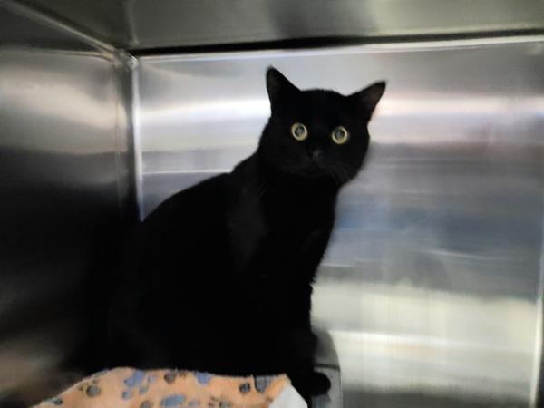 Clear, a Adoptable mixed breed in Staten Island, NY image 2/2