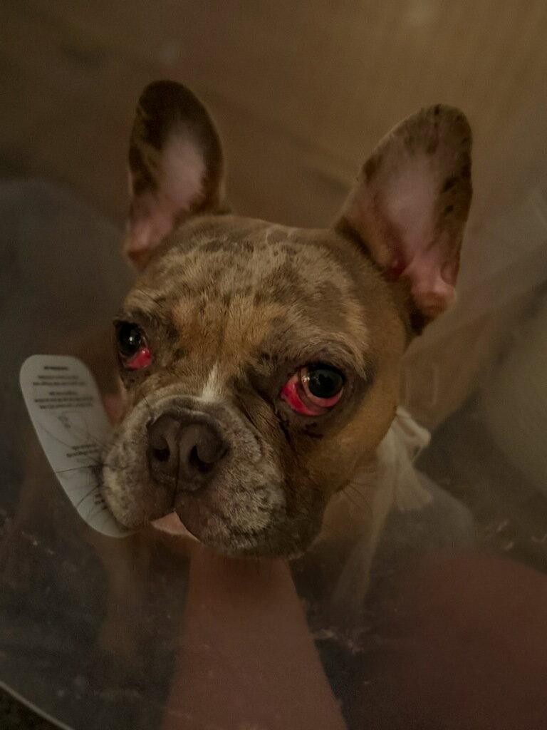 Chaos, Adoptable, Young Male French Bulldog.