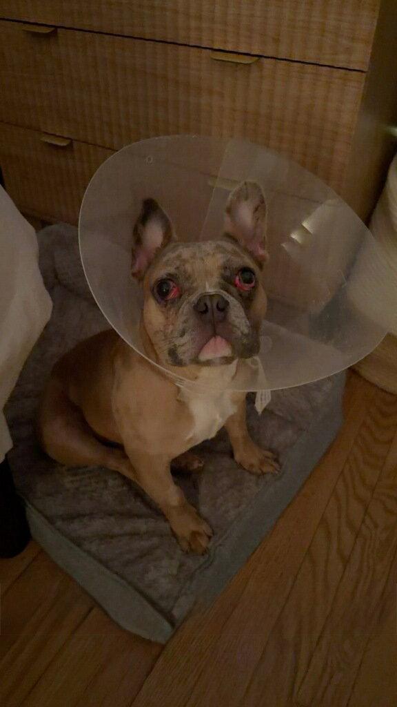 Enlarge Chaos, a Adoptable French Bulldog in Tenafly, NJ image 2/3