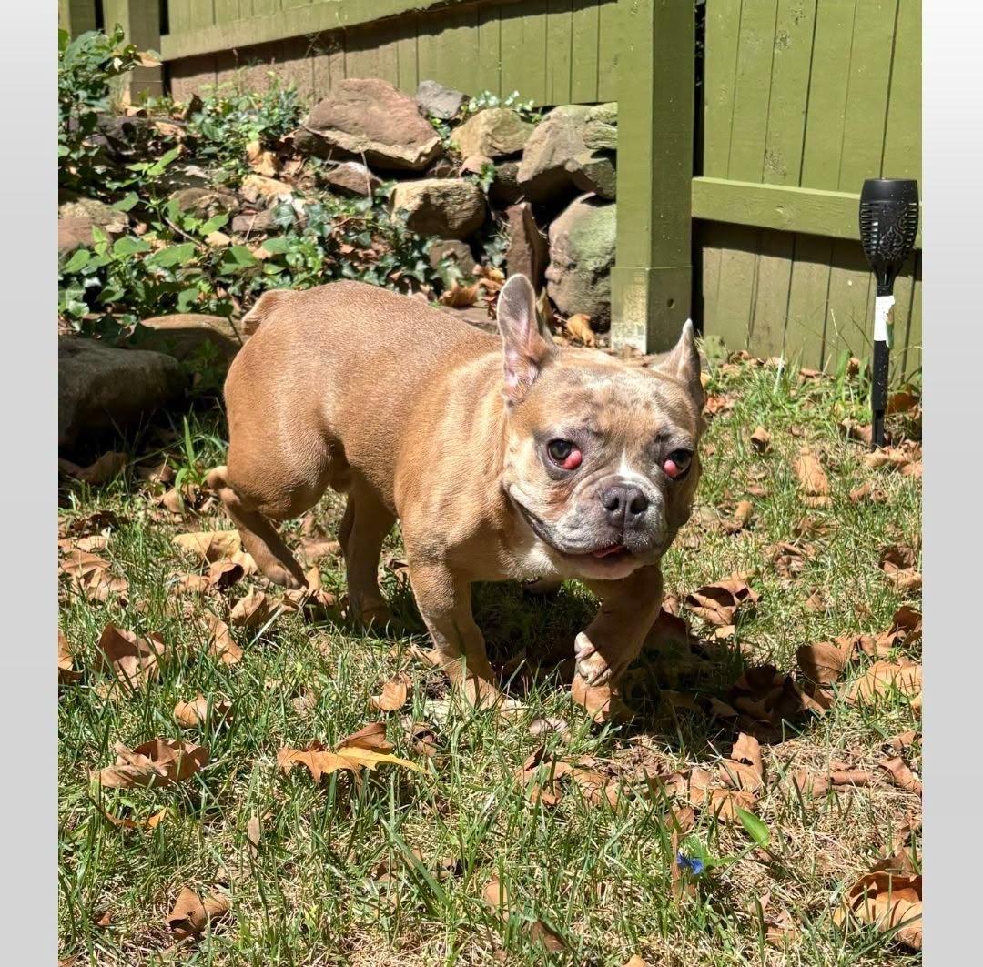 Enlarge Chaos, a Adoptable French Bulldog in Tenafly, NJ image 3/3