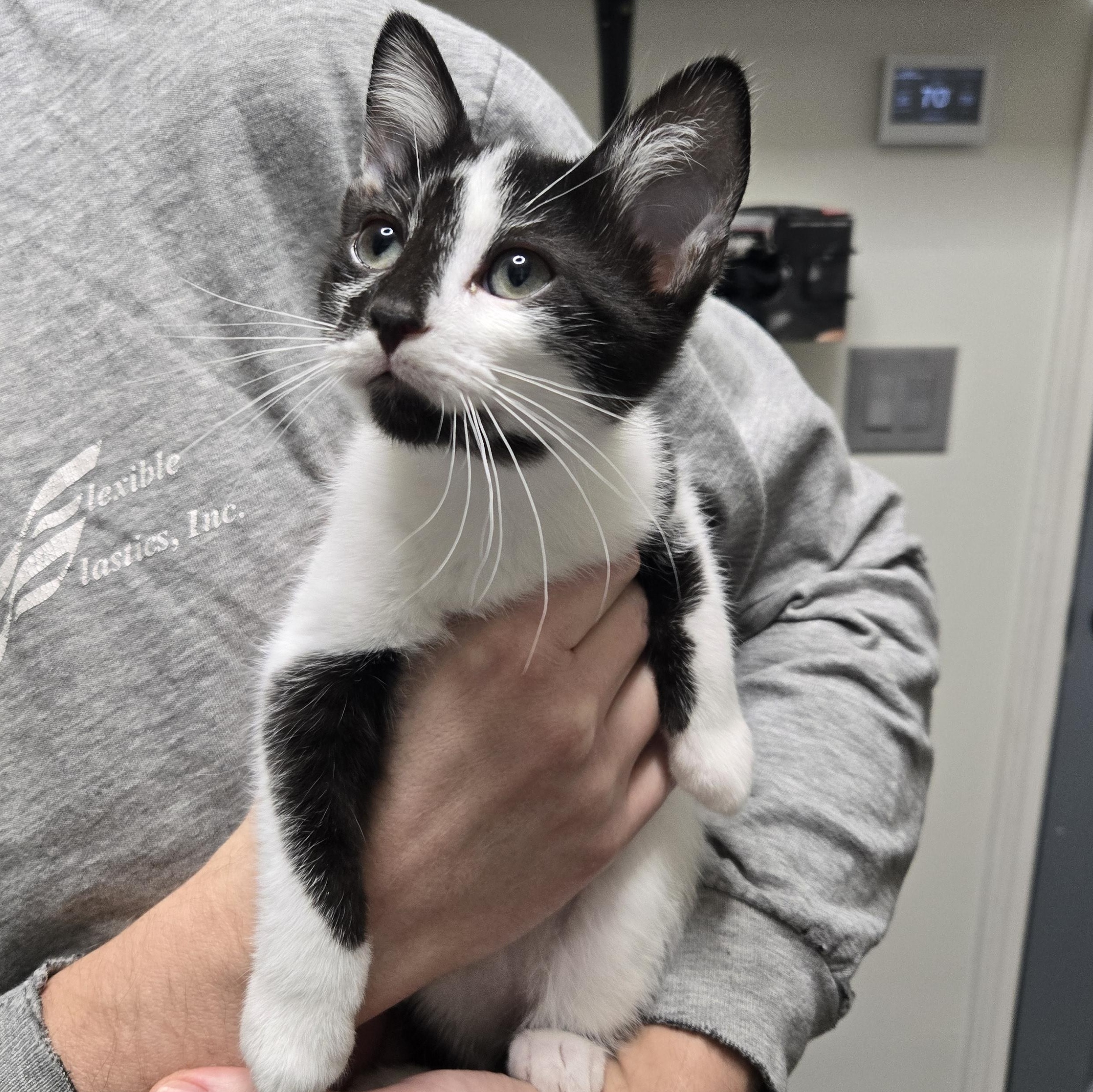 Enlarge Charlie, a Adopted Domestic Short Hair in Tyner, KY image 2/3