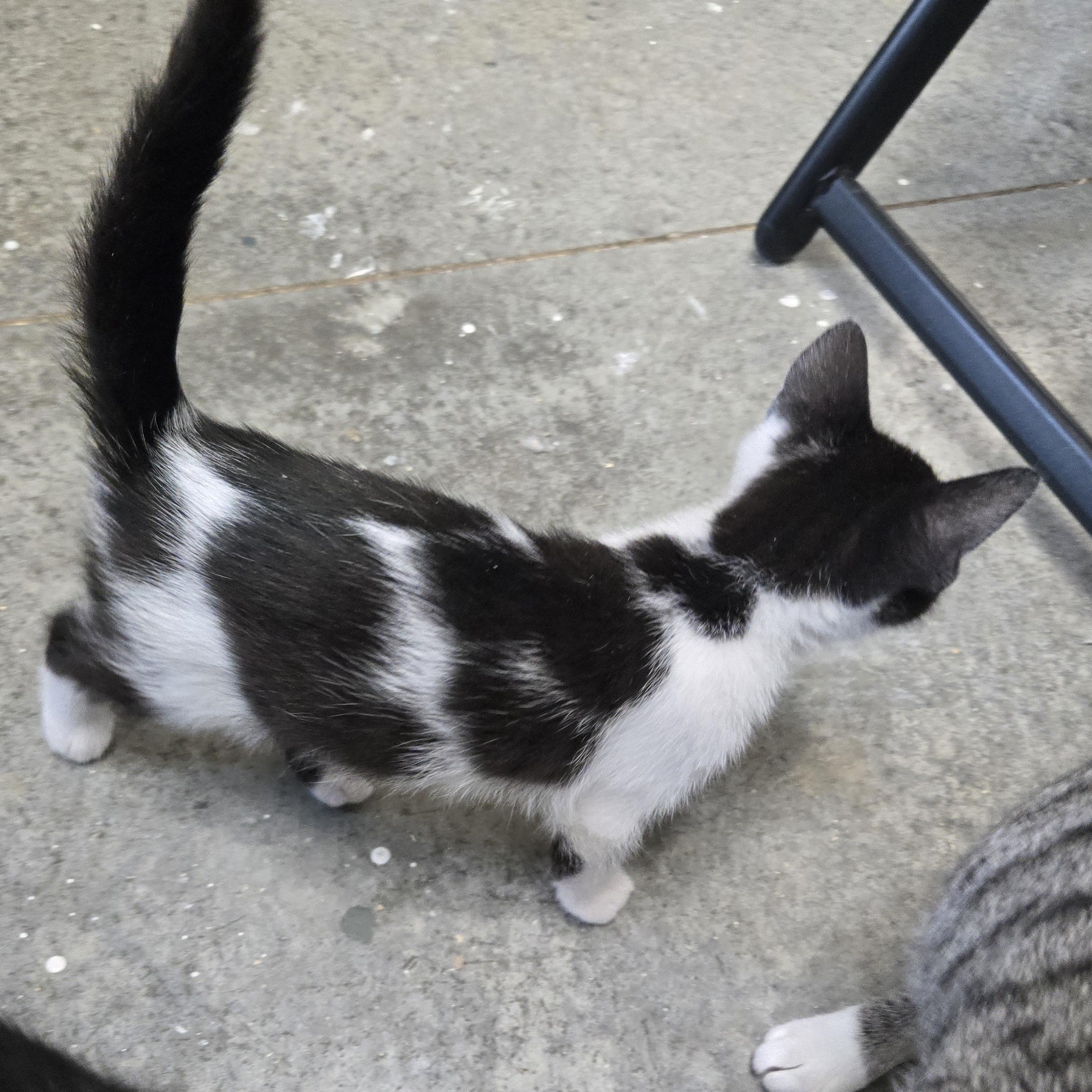 Enlarge Charlie, a Adopted Domestic Short Hair in Tyner, KY image 3/3