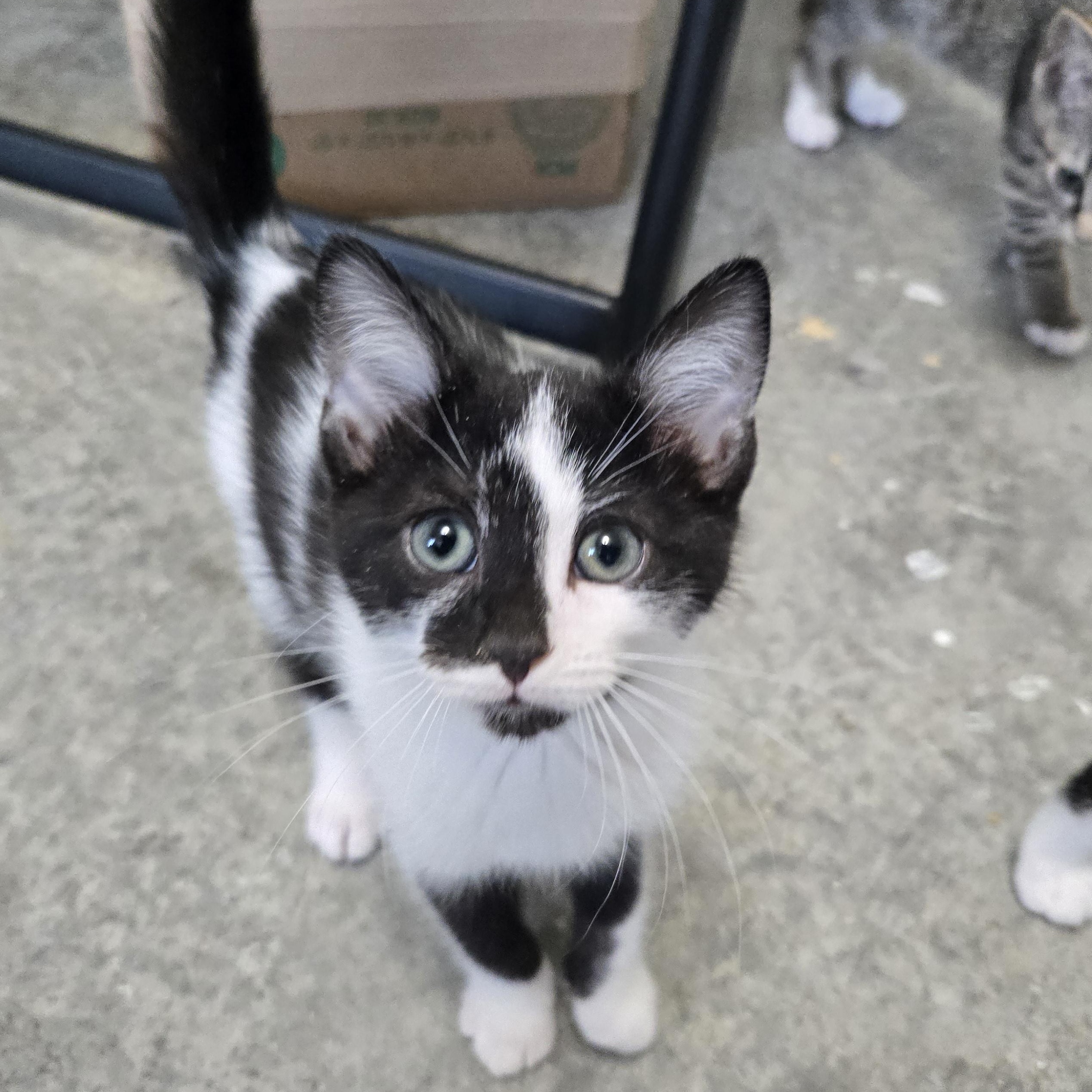 Enlarge Charlie, a Adopted Domestic Short Hair in Tyner, KY image 1/3