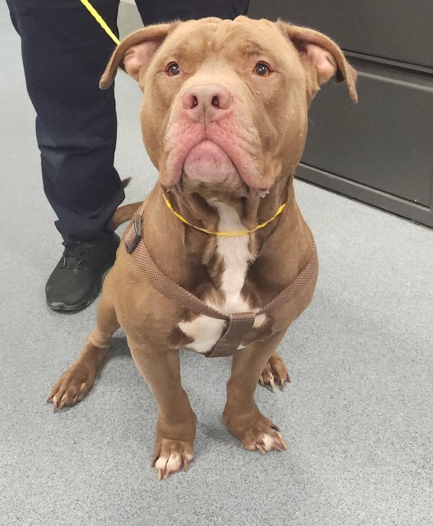 Mike, Adoptable, Young Male Pit Bull Terrier.