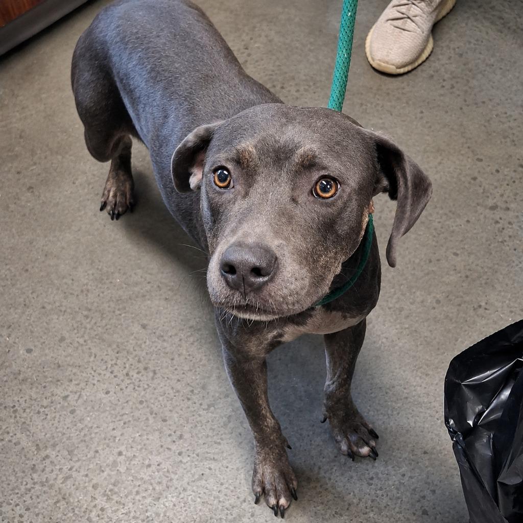 Enlarge Cappuccino, a Adoptable Pit Bull Terrier in Gautier, MS image 1/3
