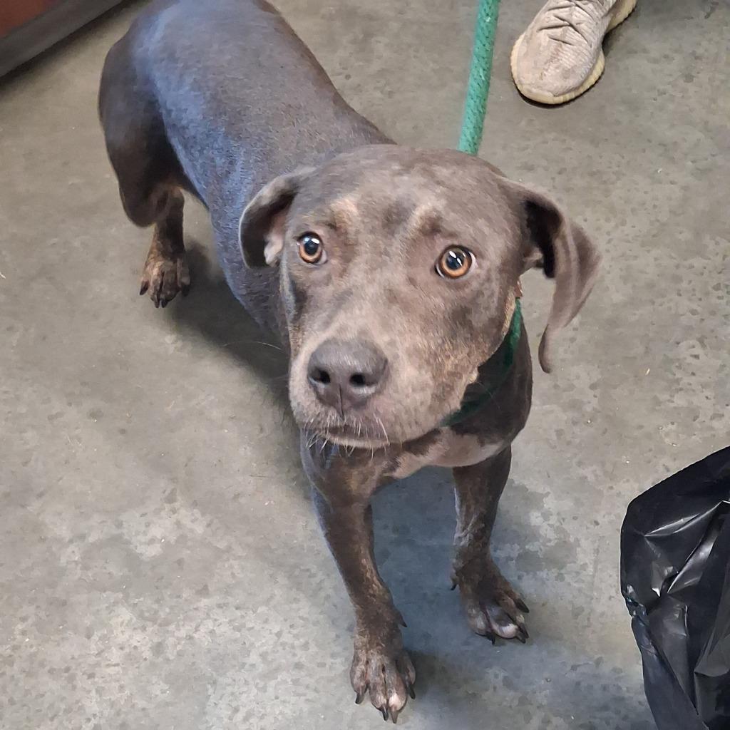 Enlarge Cappuccino, a Adoptable Pit Bull Terrier in Gautier, MS image 2/3