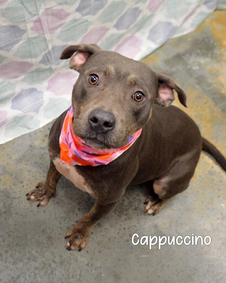 Enlarge Cappuccino, a Adoptable Pit Bull Terrier in Gautier, MS image 3/3