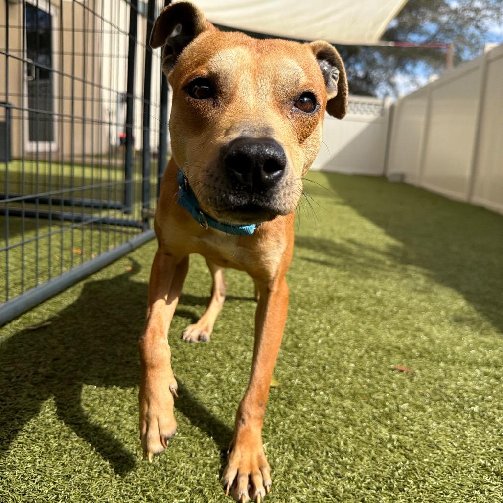 Gilligan, Adoptable, Young Male Mixed Breed.