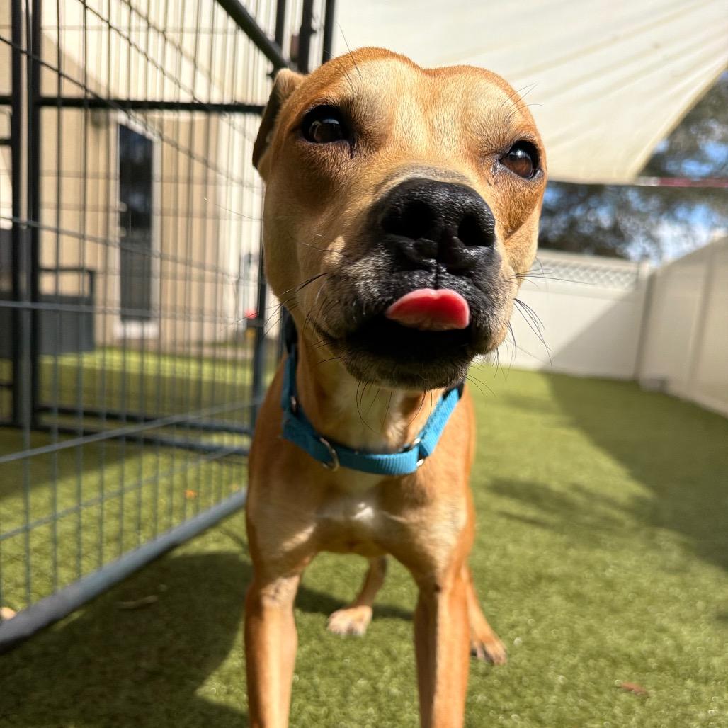 Enlarge Gilligan, a Adoptable Mixed Breed in Titusville, FL image 2/5