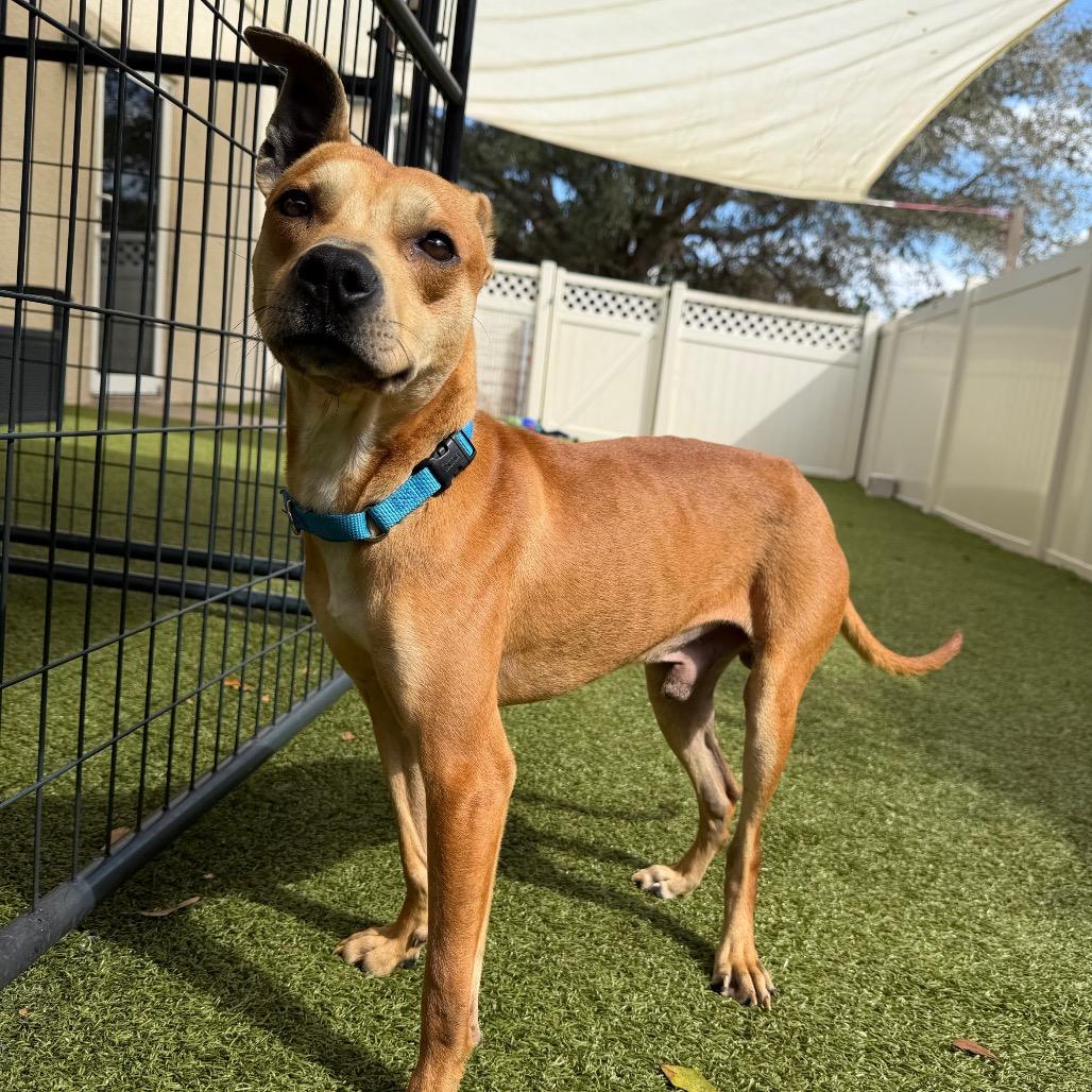 Enlarge Gilligan, a Adoptable Mixed Breed in Titusville, FL image 4/5