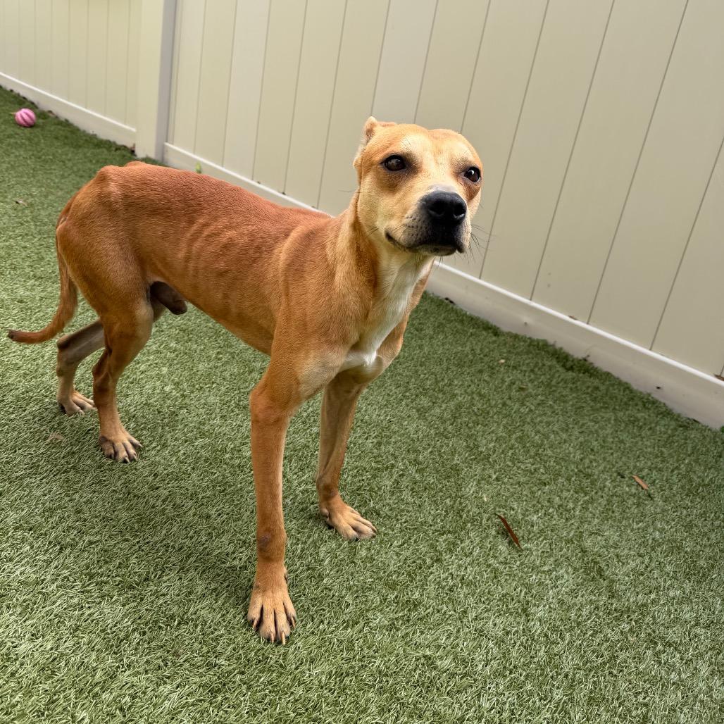 Enlarge Gilligan, a Adoptable Mixed Breed in Titusville, FL image 5/5