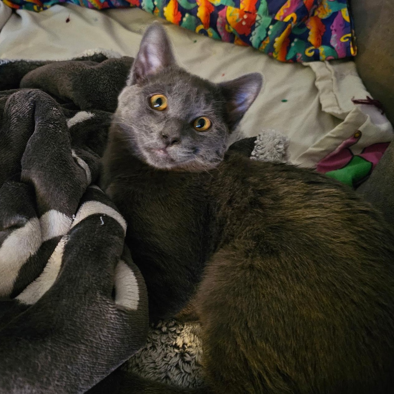 Spice, a Adoptable mixed breed in Ellensburg, WA image 1/6