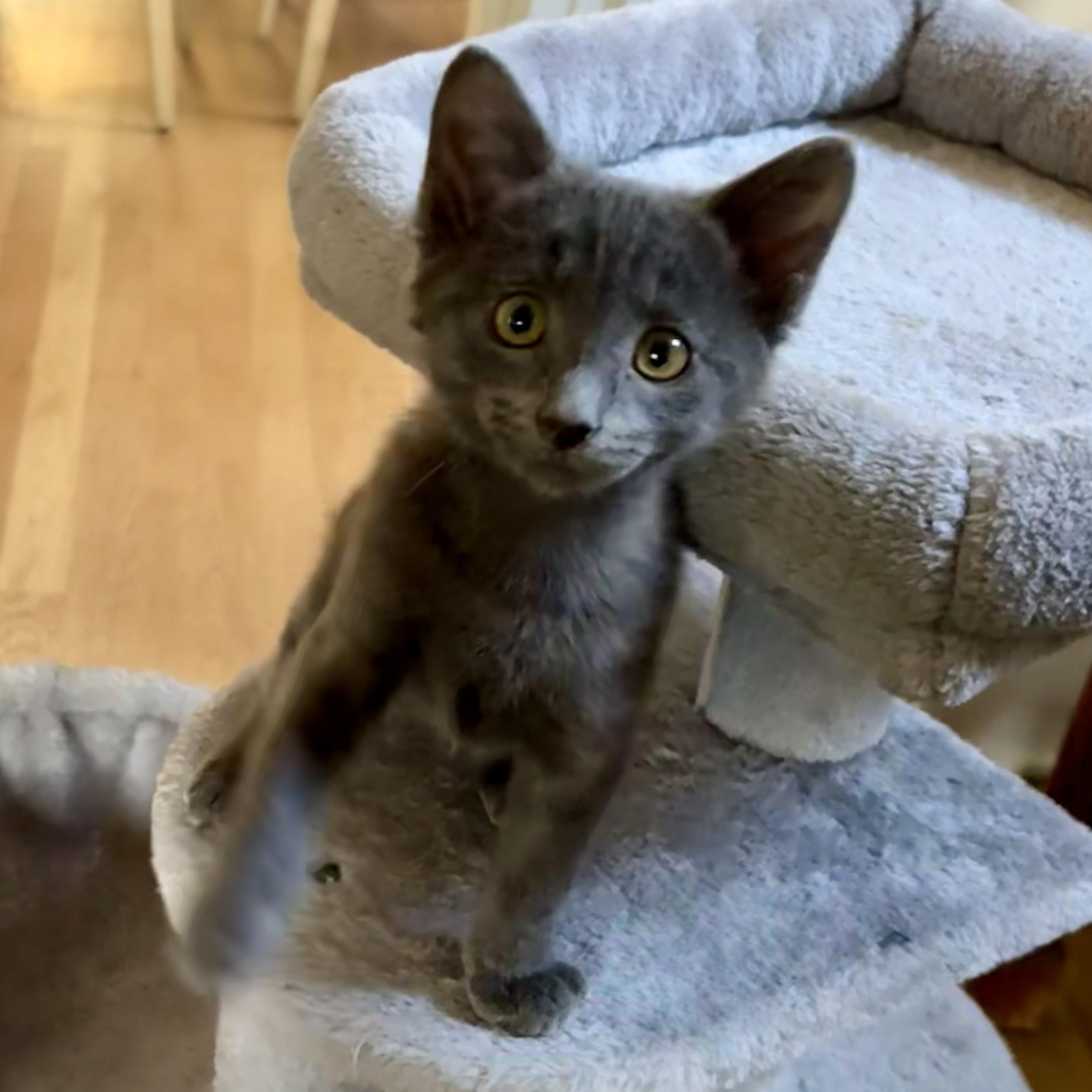 Spice, a Adoptable mixed breed in Ellensburg, WA image 4/6