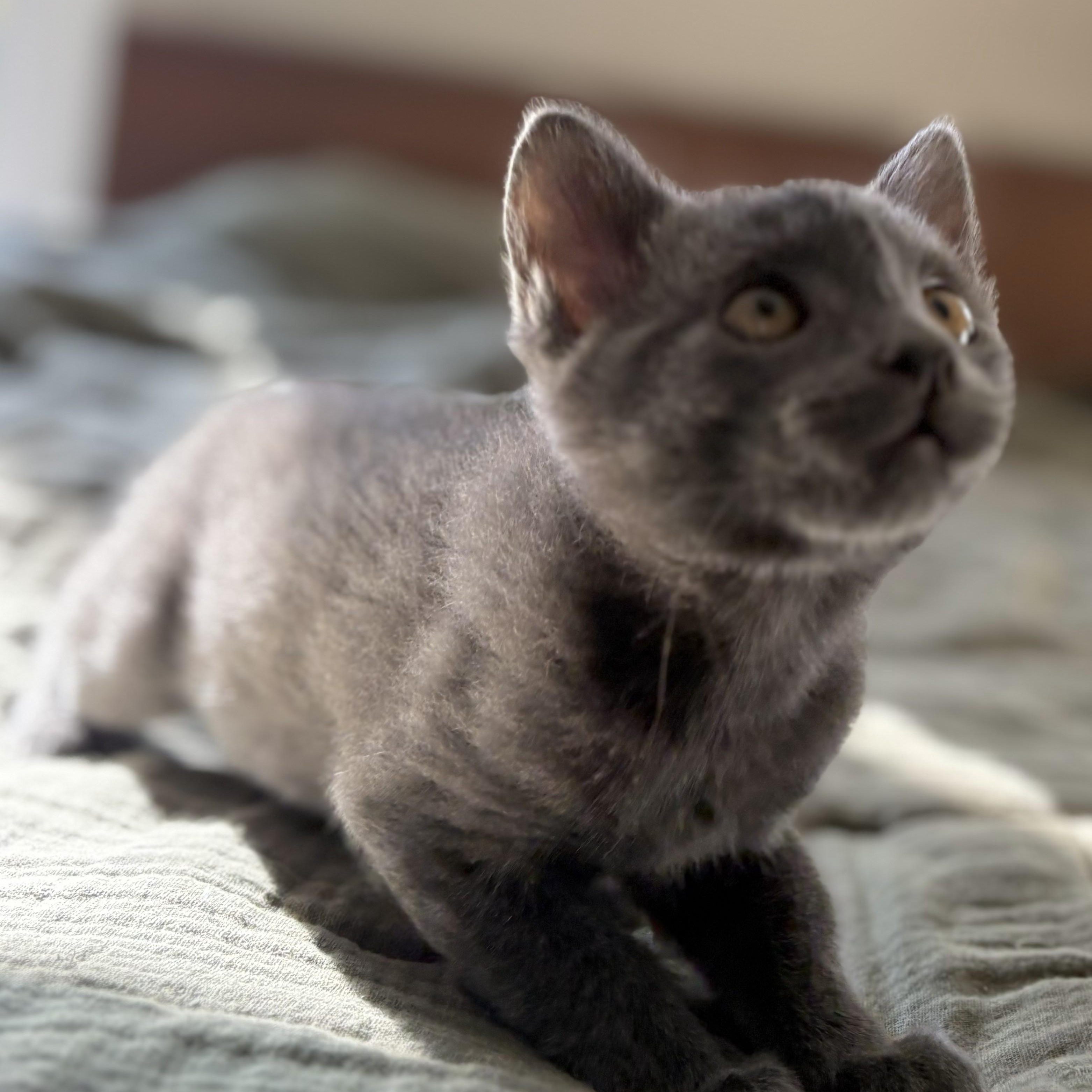 Spice, a Adoptable mixed breed in Ellensburg, WA image 5/6