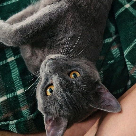 Spice, Adoptable, Kitten Male Domestic Short Hair.