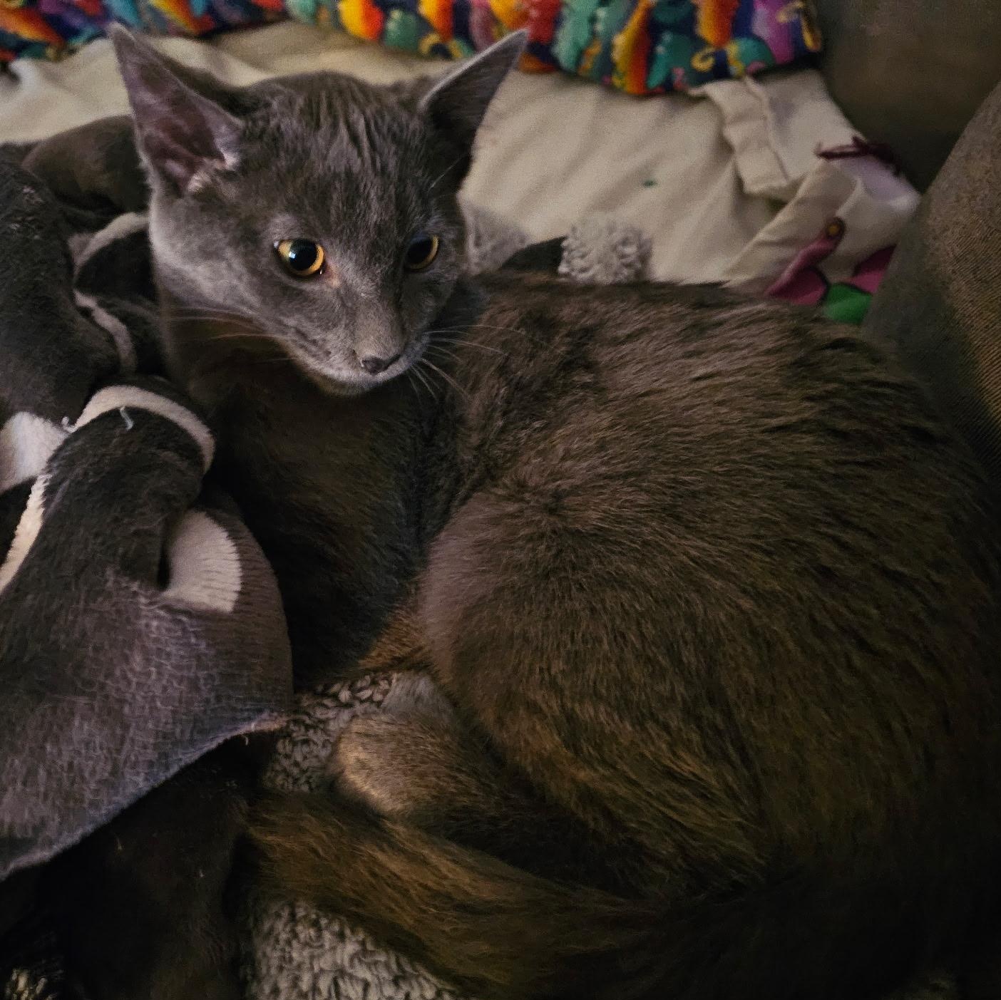 Spice, a Adoptable mixed breed in Ellensburg, WA image 3/6