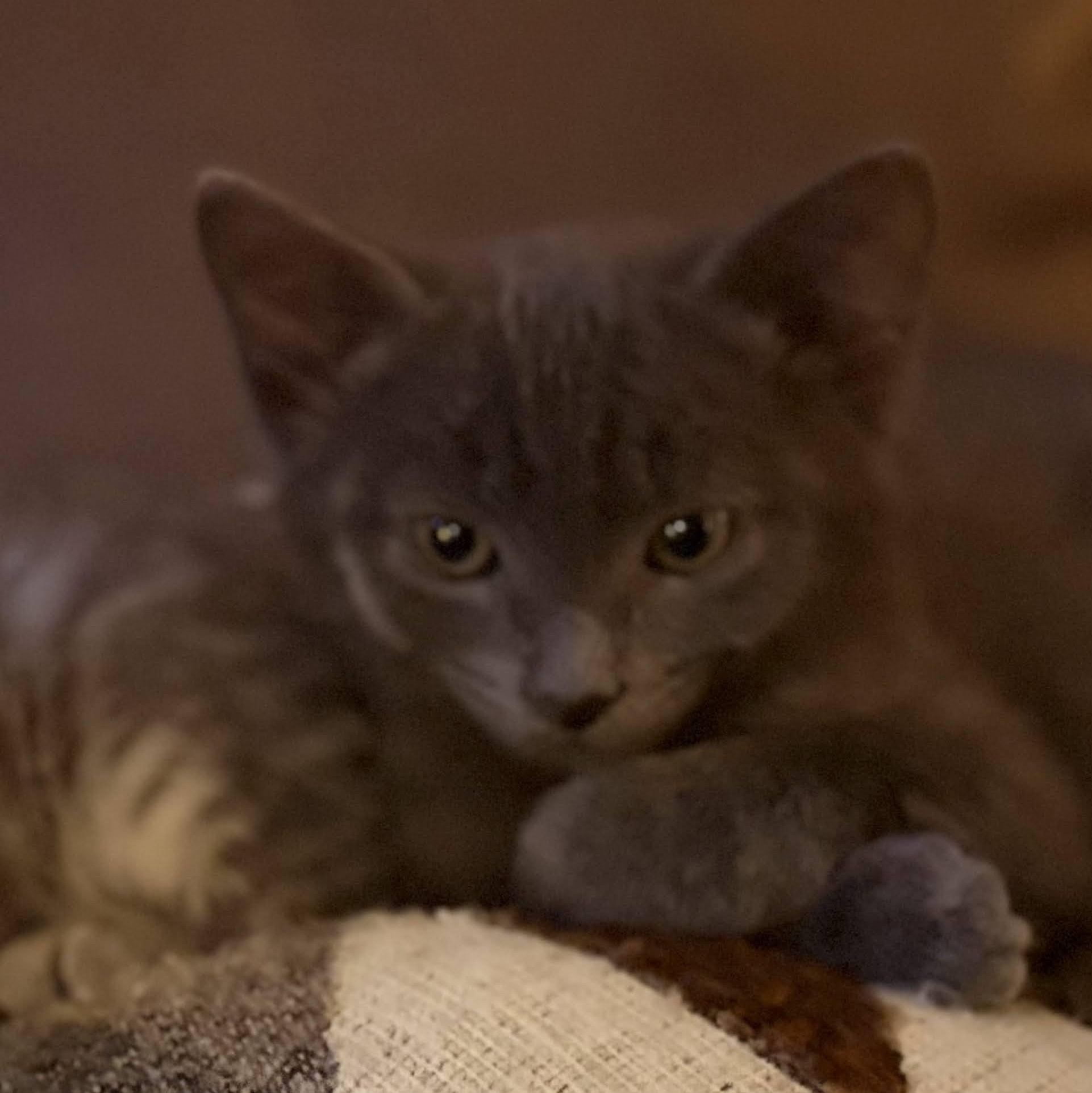 Spice, a Adoptable mixed breed in Ellensburg, WA image 6/6