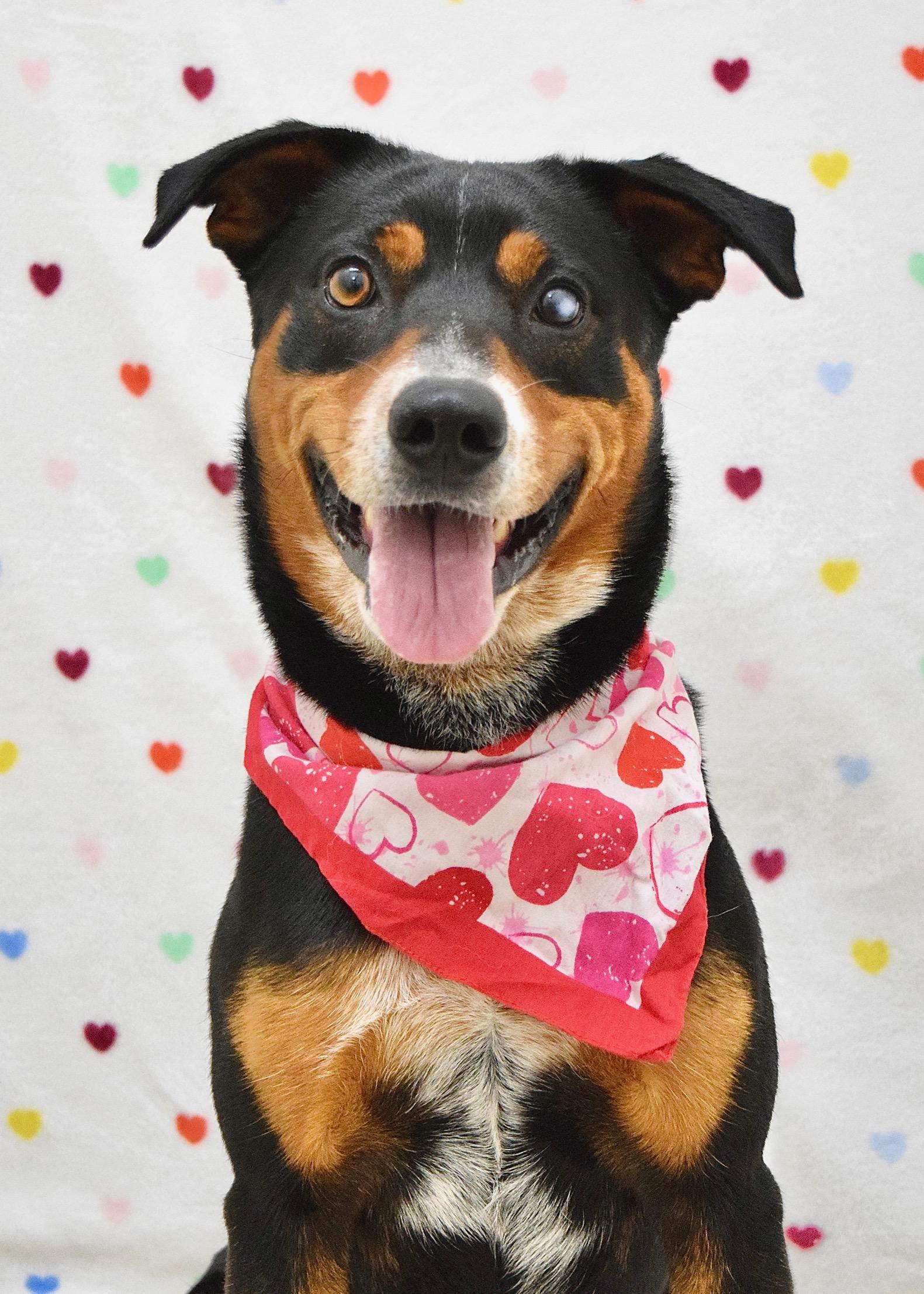 Enlarge Taz, a ADOPTABLE Cattle Dog in Dublin, CA image 3/6