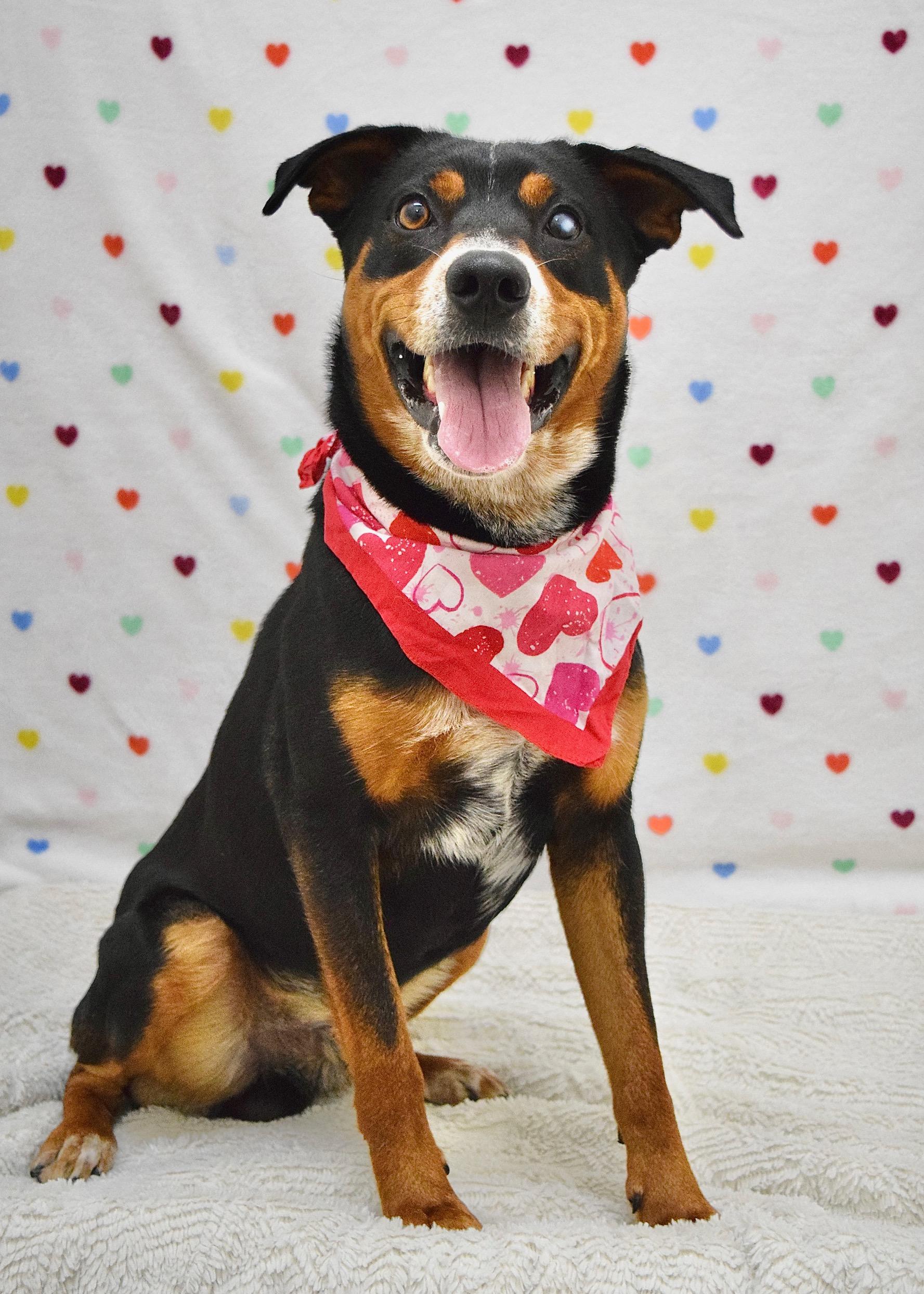 Enlarge Taz, a ADOPTABLE Cattle Dog in Dublin, CA image 2/6