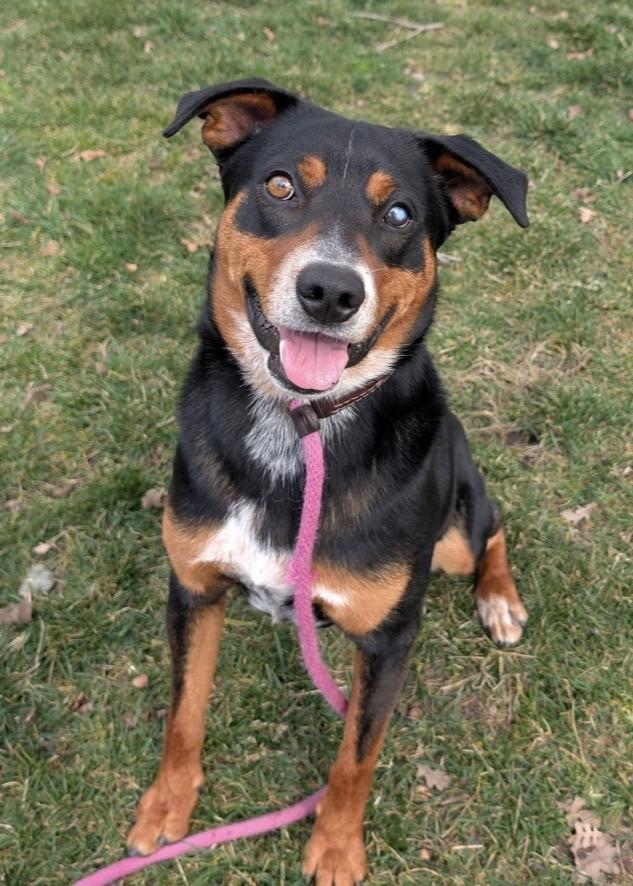 Enlarge Taz, a ADOPTABLE Cattle Dog in Dublin, CA image 5/6
