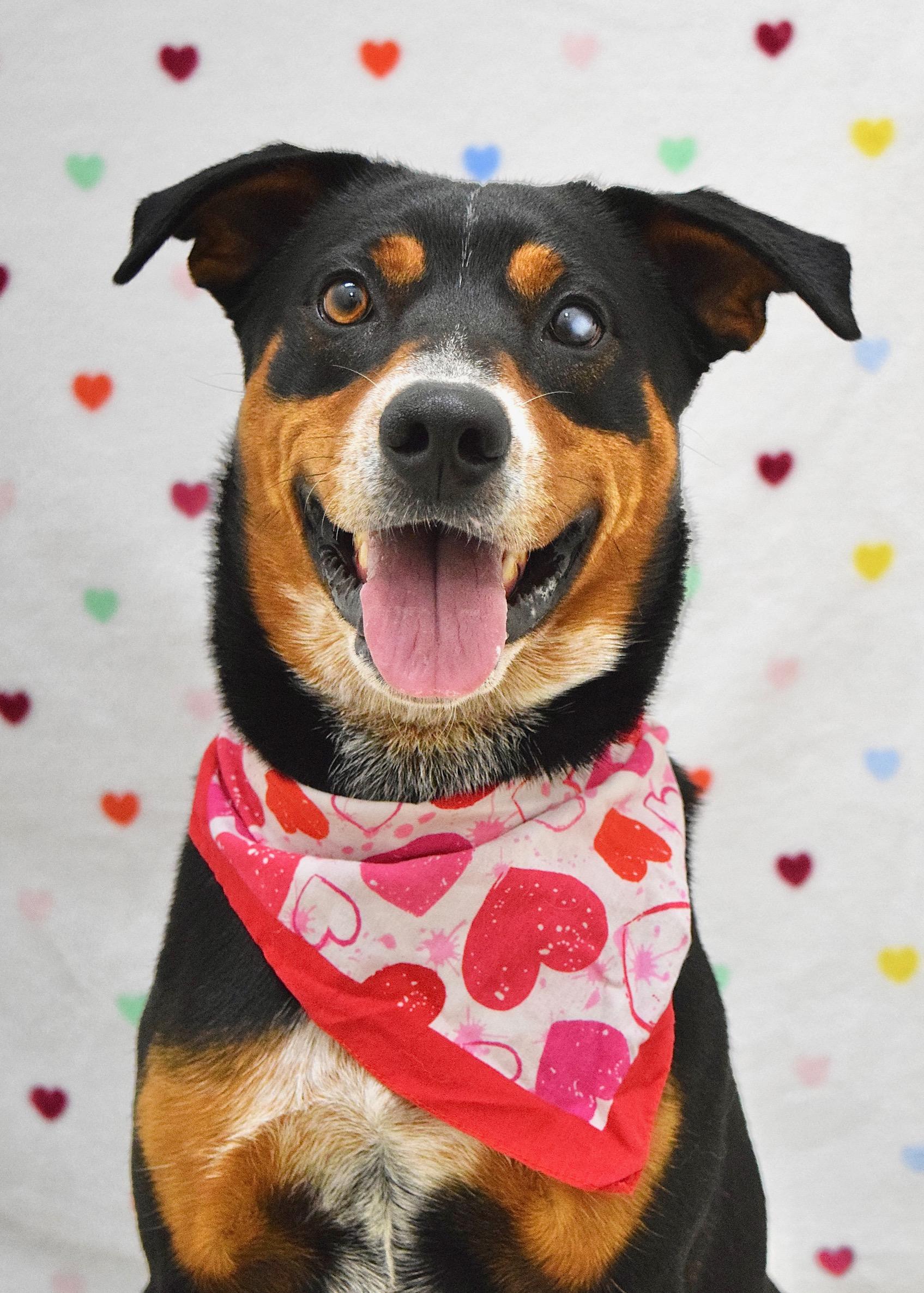 Enlarge Taz, a ADOPTABLE Cattle Dog in Dublin, CA image 1/6