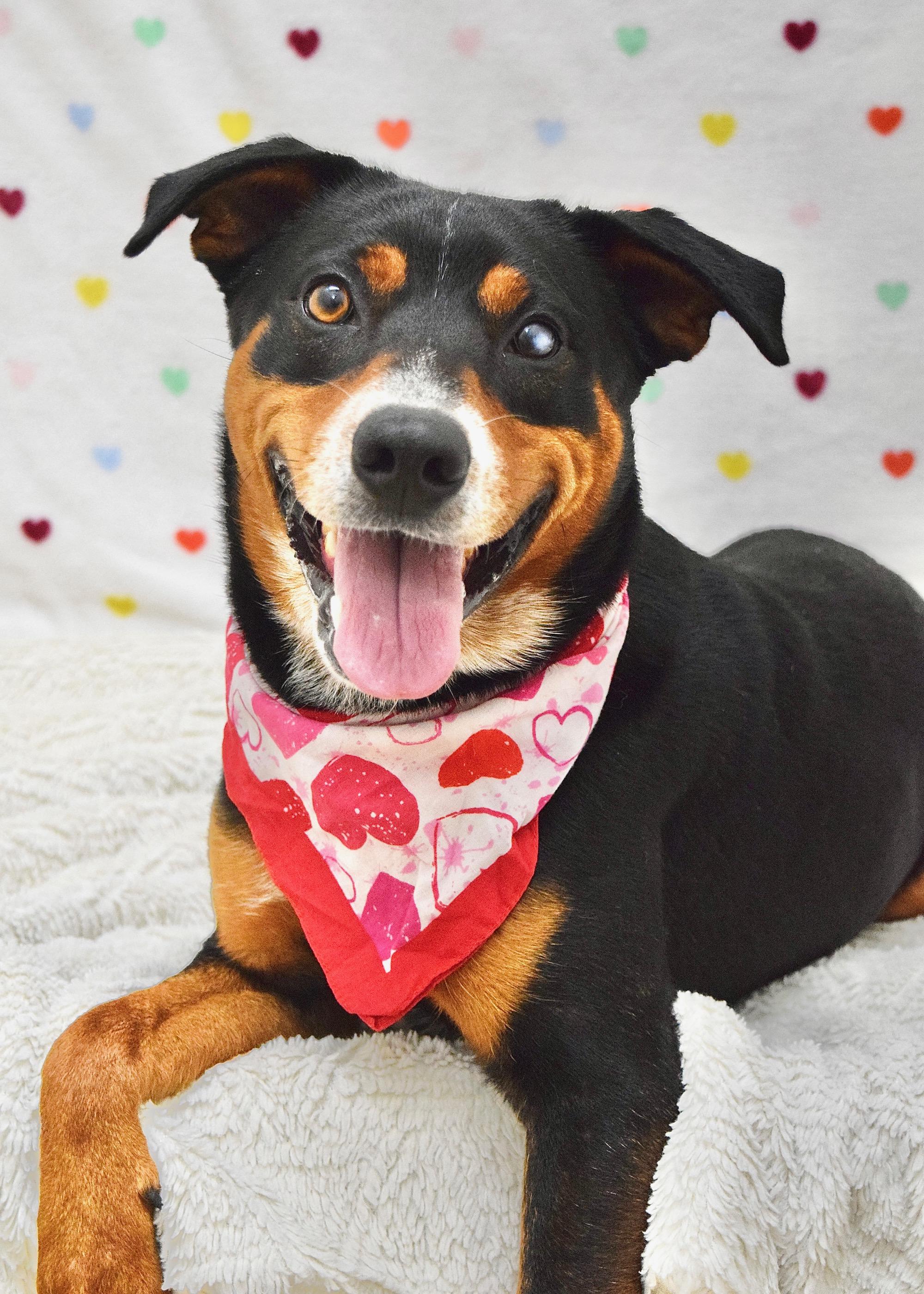 Enlarge Taz, a ADOPTABLE Cattle Dog in Dublin, CA image 4/6