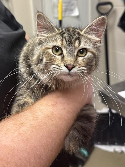 Laa-Laa, Adoptable, Young Female Domestic Long Hair & Domestic Short Hair.