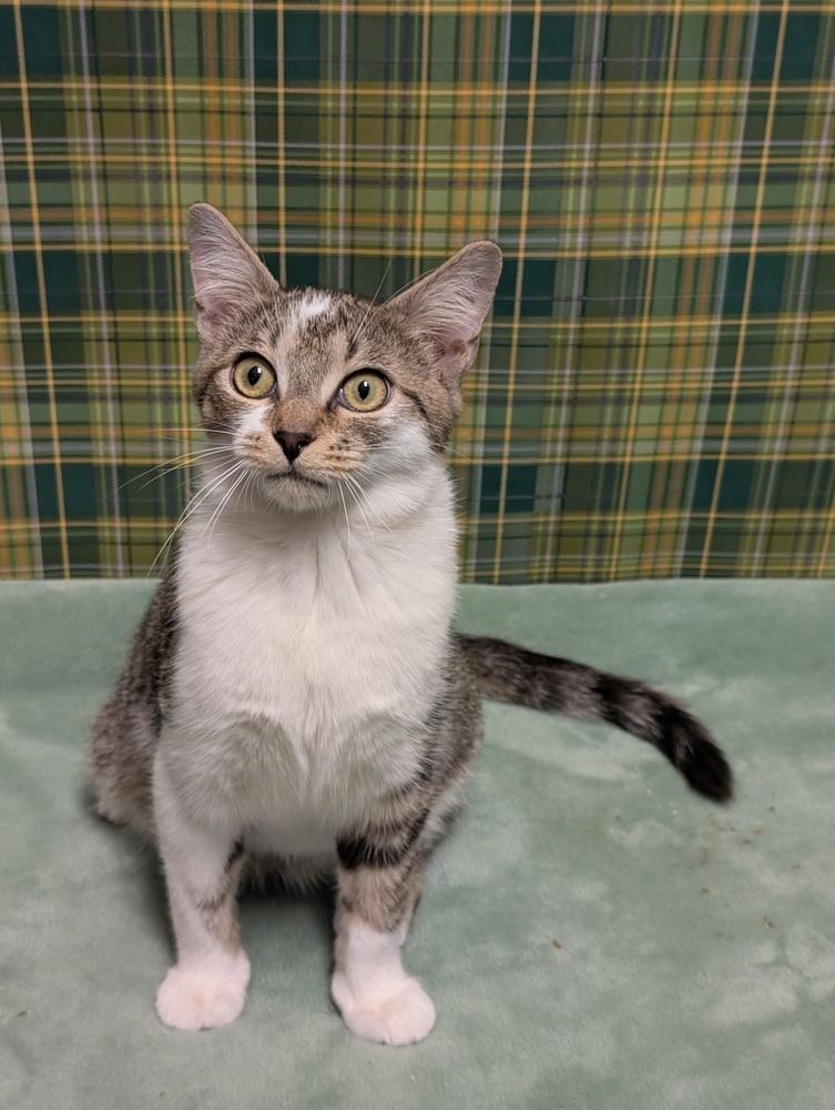 Enlarge Agnarr, a Adoptable mixed breed in Greensboro, NC image 1/6