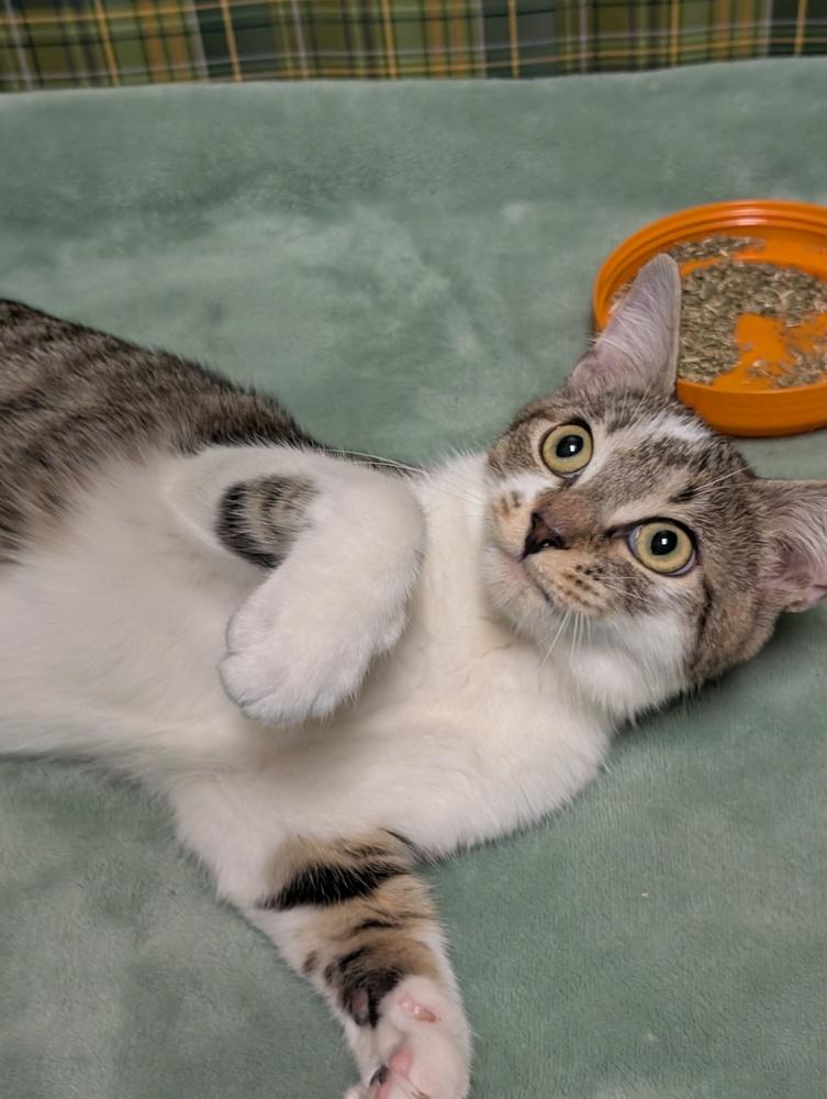 Enlarge Agnarr, a Adoptable mixed breed in Greensboro, NC image 3/6